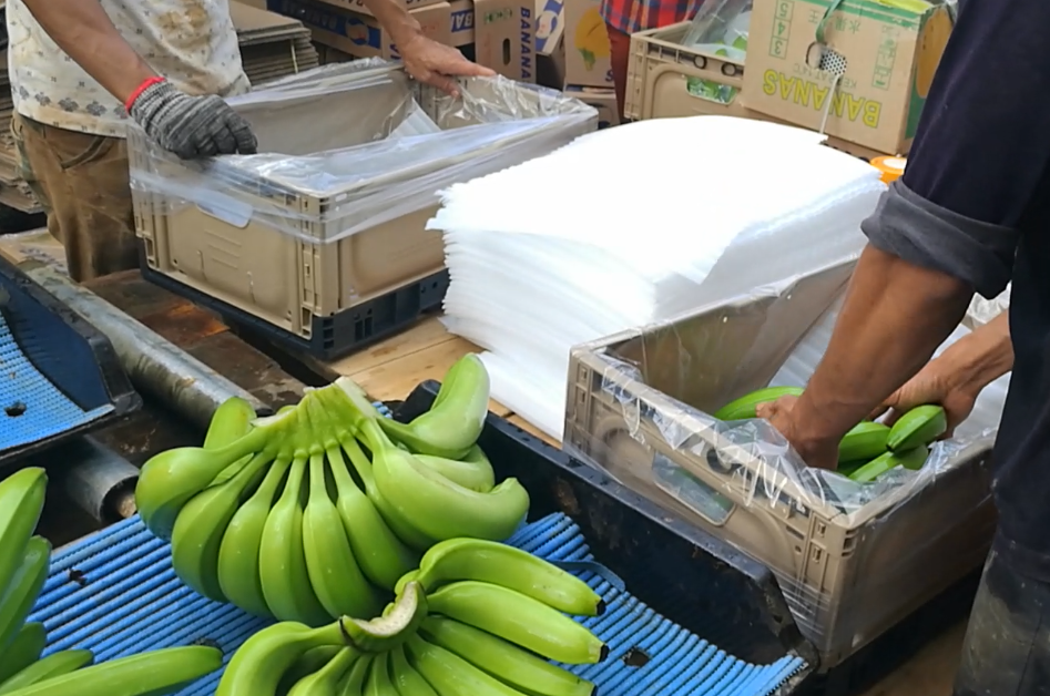 Últimos blogs da empresa sobre Como as Caixas Plásticas Dobráveis Reduzem os Danos às Bananas e Melhoram a Eficiência da Cadeia de Suprimentos?